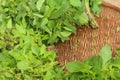 Green vegetables in the basket at the market Royalty Free Stock Photo