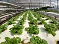 Green vegetables grow neatly arranged in a closed garden