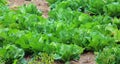 Green vegetables growing vigorously in village vegetable fields.