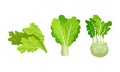 Green Vegetables with Lettuce Leaf and Turnip Vector Set