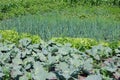 Green vegetables, lettuces