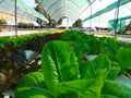 Green vegetables Planted without soil or hydroponic, suitable for areas with little land.