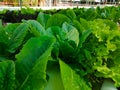 Green vegetables Planted without soil or hydroponic, suitable for areas with little land.