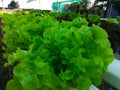 Green vegetables Planted without soil or hydroponic, suitable for areas with little land.