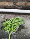 Green vegetables on top concrete