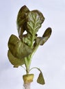 Green vegetables on a white background