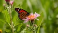 Green vegetation backdrop highlights monarch butterfly on milkweed flower Royalty Free Stock Photo