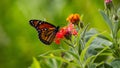 Green vegetation backdrop highlights monarch butterfly on milkweed flower Royalty Free Stock Photo