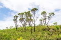 Green vegetation of the Brazilian Cerrado