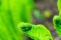 Green vegetation closeup