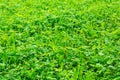 Green vegetation closeup