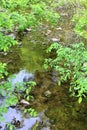 Trout River Stream, Franklin County, Malone, New York, United States Royalty Free Stock Photo