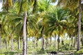 Coconut plantation in northeastern Brazil. Palm trees lined up under strong sunlight. Royalty Free Stock Photo