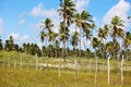 Coconut plantation in northeastern Brazil. Palm trees lined up under strong sunlight. Royalty Free Stock Photo