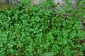 Green small vegetation of grass and leaves on a concrete wall Royalty Free Stock Photo