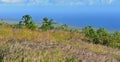 Green vegetation on an old lava flow field by the ocean in Volcanoes National Park, Big Island of Hawaii Royalty Free Stock Photo