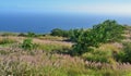 Green vegetation on an old lava flow field by the ocean in Volcanoes National Park, Big Island of Hawaii Royalty Free Stock Photo