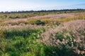 Green vegetation on an old lava flow field in Volcanoes National Park, Big Island of Hawaii Royalty Free Stock Photo