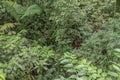 Green vegetation in the rainy season in Costa Rica