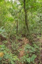 Green vegetation in the rainy season in Costa Rica