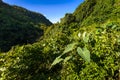 Green vegetation at Reunion Island Royalty Free Stock Photo