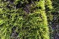 Green vegetation on wet stone. Moss texture, background with copy space Royalty Free Stock Photo