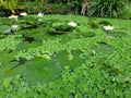 Green Vegetations On The Pond Surface