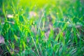 Green vegetative background. Grass with dew drops and bokeh at sunrise in summer. Soft blurred focus Royalty Free Stock Photo
