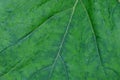 Green vegetative texture from a large piece of a leaf of a plant Royalty Free Stock Photo