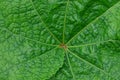 Green vegetative texture of a piece of fresh leaf Royalty Free Stock Photo