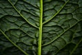 Green vegetative texture from a piece Royalty Free Stock Photo