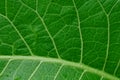 Green vegetative texture from a piece of a large fresh leaf Royalty Free Stock Photo