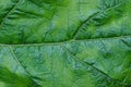 Green vegetative texture from a piece of a large leaf Royalty Free Stock Photo