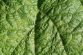 Green vegetative texture from a piece of a large leaf Royalty Free Stock Photo