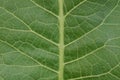 texture from a piece of a large leaf on horseradish Royalty Free Stock Photo