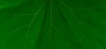 Green vegetative texture from a piece of a large leaf Royalty Free Stock Photo