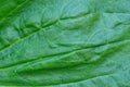 Green vegetative texture of a piece of plantain leaf Royalty Free Stock Photo