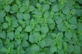 Green vegetative texture from the thickets of nettle Royalty Free Stock Photo