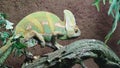 Green Veiled Chameleon climbing Tree Royalty Free Stock Photo