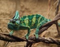 Green veilied chameleon Royalty Free Stock Photo