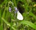 Green-veined butterfly close up