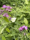 Green-veined butterfly on a flower