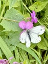 Green veined butterfly on a flower