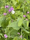 Green-veined butterfly on a flower