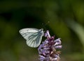 Green veined butterfly Royalty Free Stock Photo