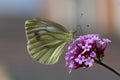 A green veined butterfly on purple flower