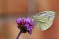 A green veined butterfly on purple flower Royalty Free Stock Photo