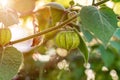 Green veined fruit on a branch of Physalis minima in the garden. Growing wild cape gooseberry Royalty Free Stock Photo