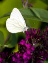 Green-veined White Royalty Free Stock Photo