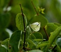 Green-veined White butterfly Royalty Free Stock Photo